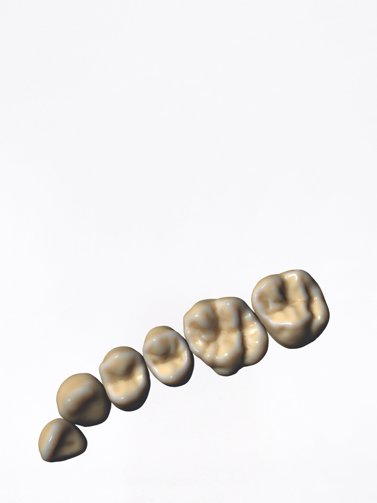 DentalCAD - Modulo ZRS Tooth Library